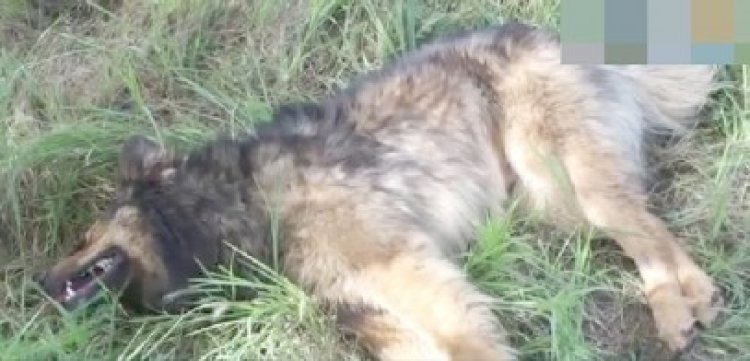 Masacru la Mangalia: mai mulţi câini comunitari au murit în chinuri groaznice după ce au fost otrăviţi
